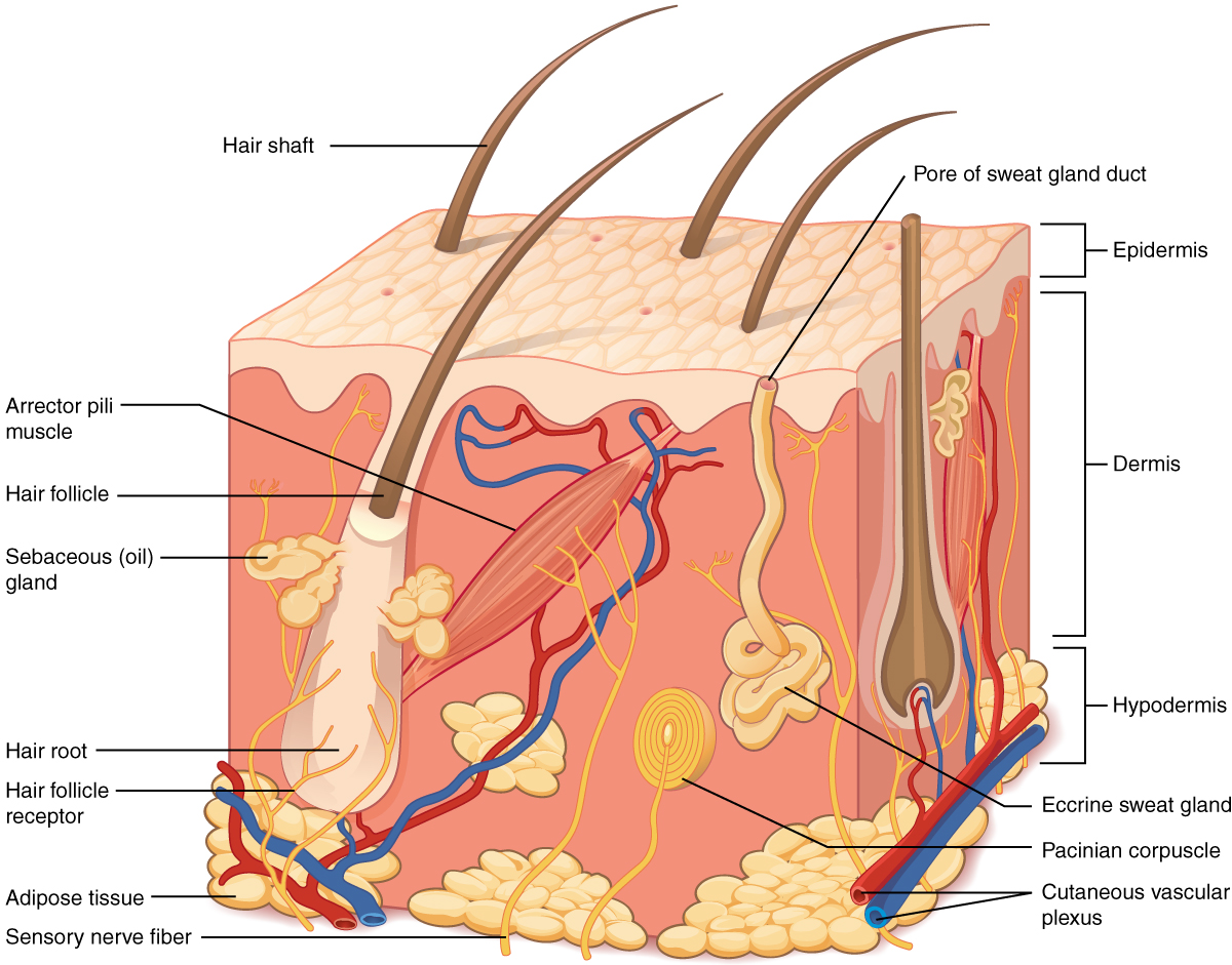 Illustration showing layers of skin, with labels