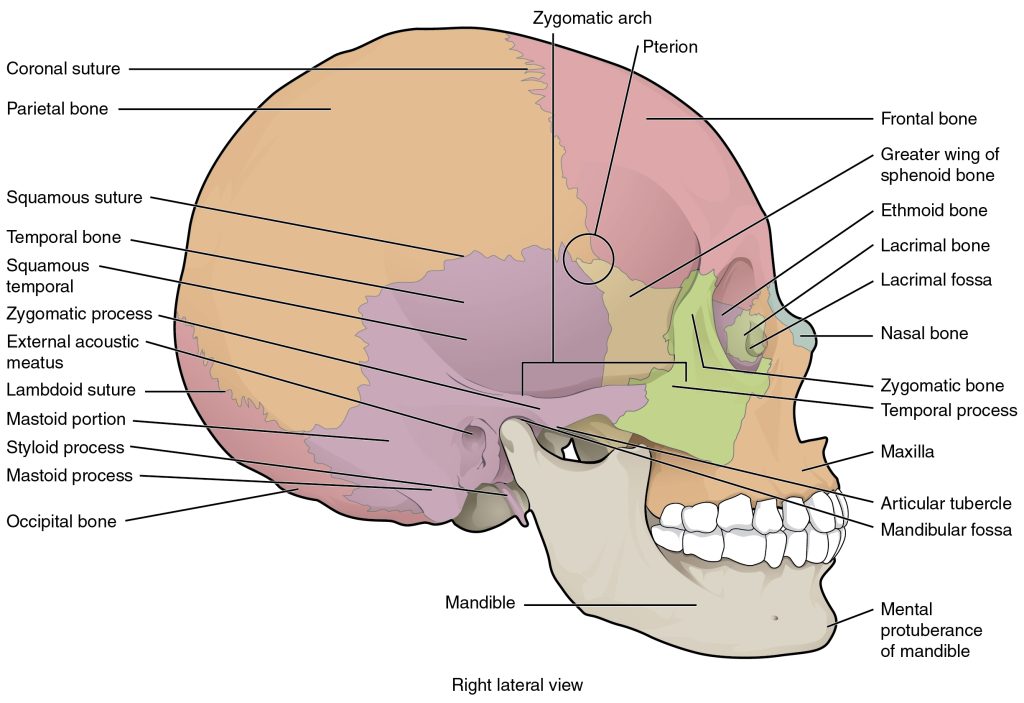 Illustration showing a side view of skull, with labels