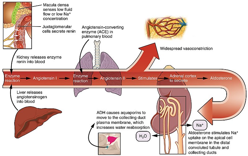 Infographic showing Renin-Angiotensin-Aldosterone System