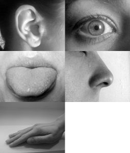 Photo collage showing sensory organs