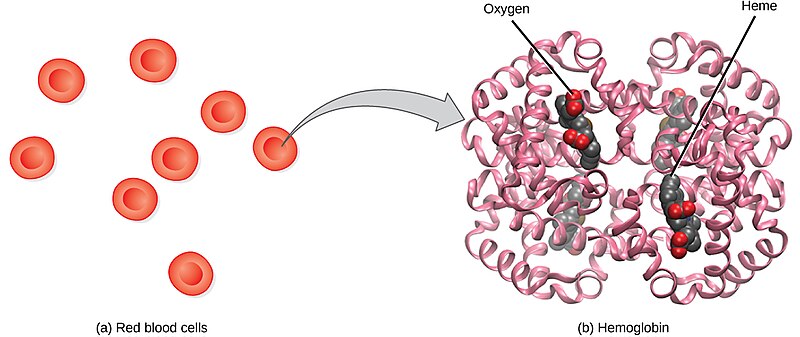 Illustration showing red blood cells and hemoglobin, with textual labels