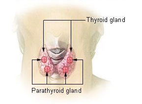 "Illu_thyroid_parathyroid.jpg" by unknown author for National Cancer Institute is licensed in the Public Domain.