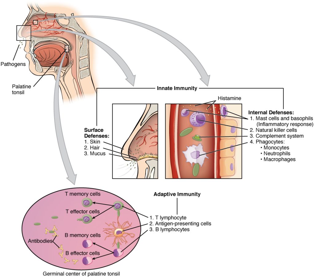 Image showing innate immunity and specific adaptive immunity that occurs in response to a pathogen entering the body through the nose