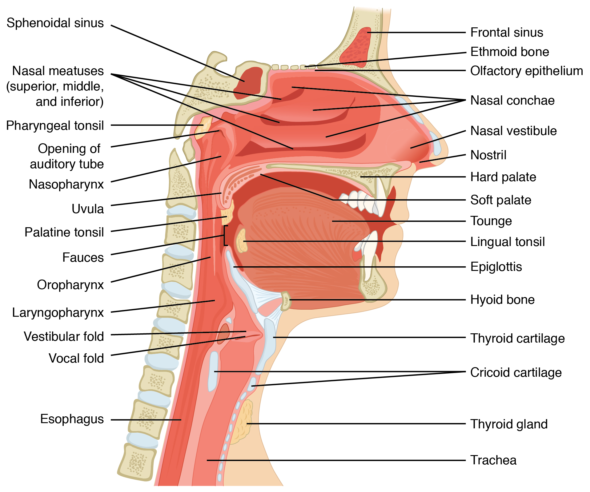 Illustration showing anatomy of Head and Neck, with labels