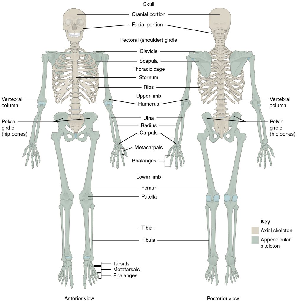 Illustration showing human skeleton from front and back, with labels