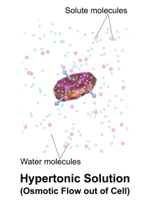 Image showing Hypertonic IV Solution Causing Osmotic Fluid Movement Out of a Cell 