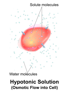 Image showing Hypotonic IV Solution Causing Osmotic Movement of Fluid Into Cell 