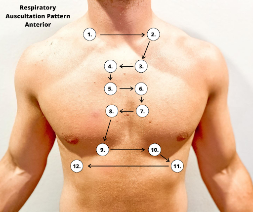 Photo showing Anterior Auscultation Areas