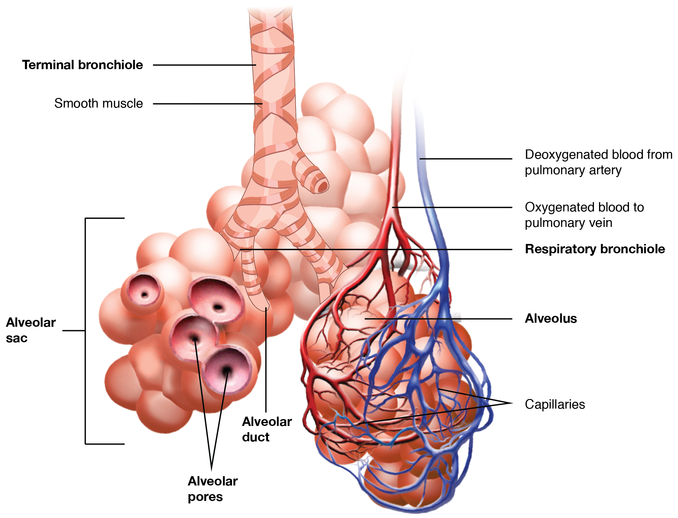 Illustration showing alveolus with text labels for major areas