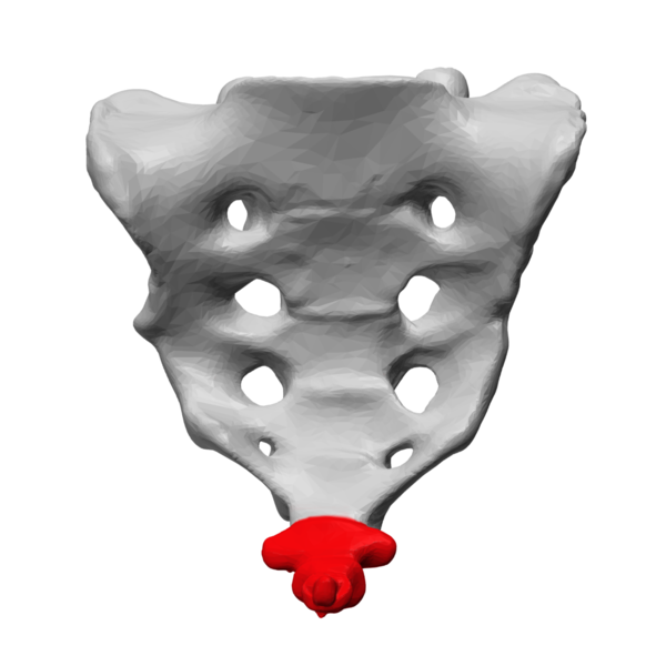 Illustration showing human coccyx highlighted on a pelvis